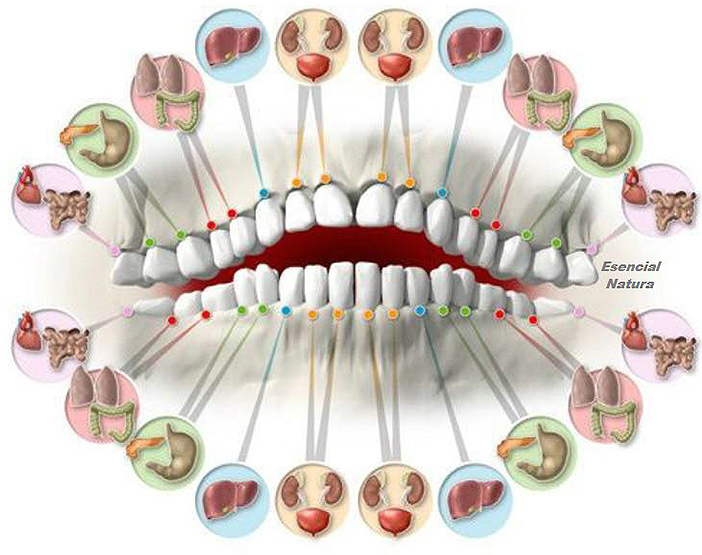 INT Odonto Neuro-2